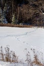 Wild turkey tracks after a Wisconsin snow storm in December Royalty Free Stock Photo