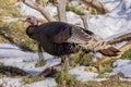 Wild Turkey in Utah in Winter Royalty Free Stock Photo