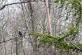 Turkey vulture perched in tree