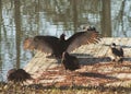 Wild Alabama Turkey Vultures - Cathartes
