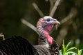 Wild turkey walking thru the park