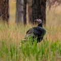 Wild turkey walking on roadside along Wyoming 110 at Devils Tower National Monument in Wyoming