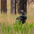 Wild turkey walking on roadside along Wyoming 110 at Devils Tower National Monument in Wyoming