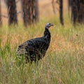 Wild turkey walking on roadside along Wyoming 110 at Devils Tower National Monument in Wyoming Royalty Free Stock Photo