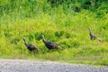 Wild turkey walks along a gravel road within the Bald Knob National Wildlife Refuge in Bald Knob Royalty Free Stock Photo