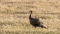 Wild turkey in grassy field with back lighting