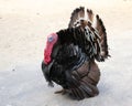 Wild turkey walks with a flowing tail. Royalty Free Stock Photo