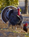 Wild Turkey with wheel and little Gallic Royalty Free Stock Photo