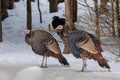 Wild turkey in the winter forest Royalty Free Stock Photo