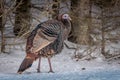 Wild turkey in the winter forest Royalty Free Stock Photo