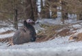 Wild turkey in the winter forest Royalty Free Stock Photo