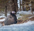 Wild turkey in the winter forest Royalty Free Stock Photo