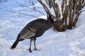 A wild turkey in winter Royalty Free Stock Photo