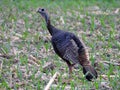 Wild Turkey in springtime corn field