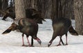 Wild Turkeys Royalty Free Stock Photo