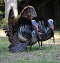 Wild Turkeys Royalty Free Stock Photo