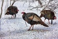 Wild Turkeys Royalty Free Stock Photo