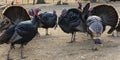 Wild Turkeys around Thanksgiving on sand Royalty Free Stock Photo