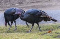 Wild Turkeys around Thanksgiving on side of road Royalty Free Stock Photo