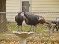 Wild turkeys on birdbath Royalty Free Stock Photo