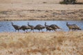 Wild Turkeys in dry winter field of Texas by pond water background