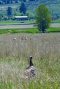 Wild Turkey and Deer near Hamilton, Montana Royalty Free Stock Photo