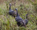 Wild Turkeys in fall in New England