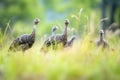 wild turkeys in a grassy meadow Royalty Free Stock Photo