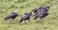 Wild turkeys in Great Smoky Mountains National Park North Carolina. Royalty Free Stock Photo