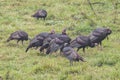 Wild turkeys in Great Smoky Mountains National Park North Carolina. Royalty Free Stock Photo