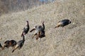 Wild Turkeys on a Hillside