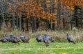 Wild turkeys hunting for food