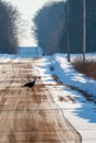 Wild turkeys Meleagris gallopavo walking down a snow covered gravel road in Wisconsin Royalty Free Stock Photo