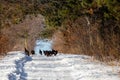 Wild turkeys Meleagris gallopavo walking down a snow covered road in Wisconsin Royalty Free Stock Photo