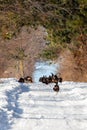 Wild turkeys Meleagris gallopavo walking down a snow covered road in Wisconsin Royalty Free Stock Photo