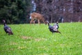 Wild turkeys Meleagris gallopavo in a Wisconsin field in autumn with a deer in the background Royalty Free Stock Photo