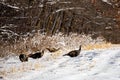 Wild turkeys Meleagris gallopavo after a Wisconsin snow storm in December Royalty Free Stock Photo