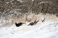 Wild turkeys Meleagris gallopavo after a Wisconsin snow storm in December Royalty Free Stock Photo