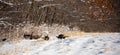 Wild turkeys Meleagris gallopavo after a Wisconsin snow storm in December Royalty Free Stock Photo