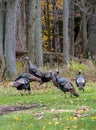 Wild turkeys in Michigan USA