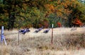 Wild Turkeys Royalty Free Stock Photo