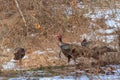 Wild turkeys in the snow. Royalty Free Stock Photo