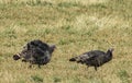 Wild turkeys