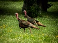 Wild turkeys walking in wild flowers Royalty Free Stock Photo