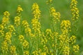 Wild turnip Barbarea vulgaris blooms in nature