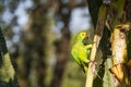 Wild Turquoise (Blue) Fronted Amazon Parrot Picking at Palm Stem