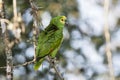 Wild Turquoise (Blue) Fronted Amazon Parrot with Ruffled Feathers Royalty Free Stock Photo