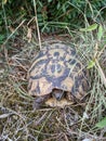 Wild turtle animal with legs, tail and shell on dry grass front close view Royalty Free Stock Photo