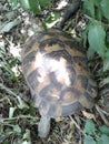 A wild turtle came into the garden by accident. she was released into the woods.summer