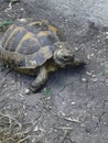 a wild turtle came into the garden by accident. she was released into the woods.